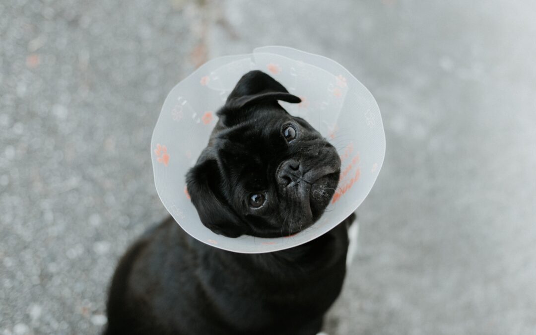 Black puppy pug looking up with a plastic pet cone collar